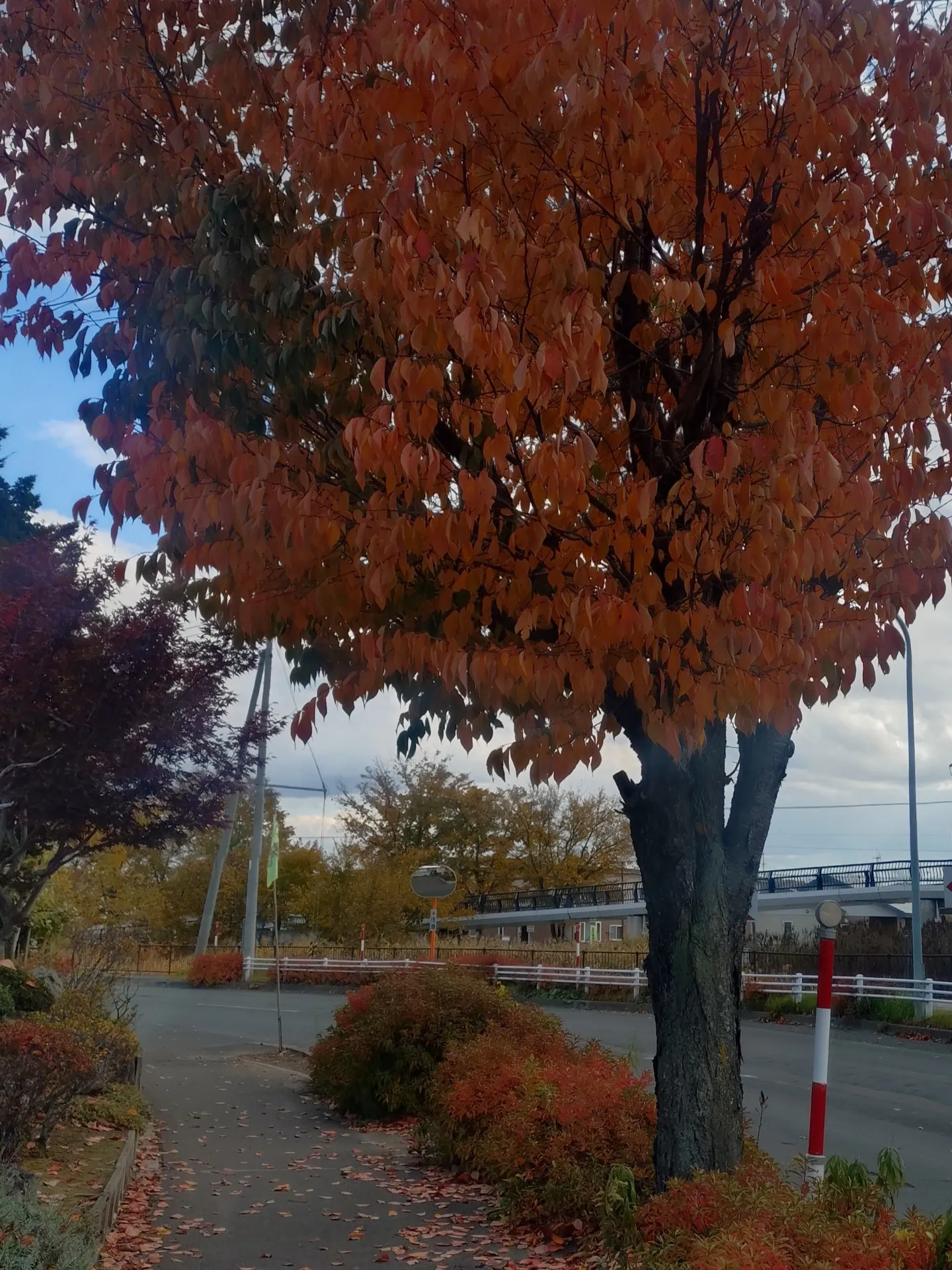 ファミリーナースきたみ